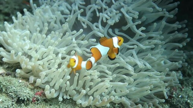 Fish scenery underwater, clownfish under the sea