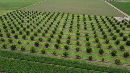 Agricultura , Nogales