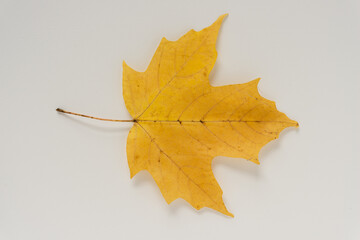 yellow maple leaf isolated on gray paper
