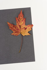 maple leaf on a book