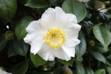 屋外に咲いた白い椿の花