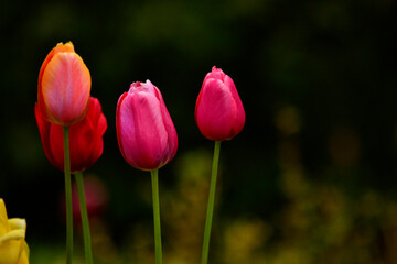 red tulips with stems about to bloom