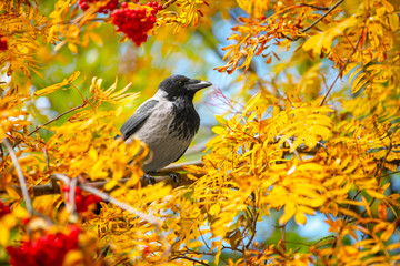 A crow is sitting on a tree branch in beautiful autumn park, framed by bright yellowed foliage and red clusters of ripe rowan berries. Nice clear day.
