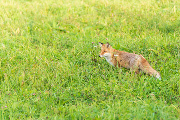Ein schöner Rotfuchs auf einer Wiese auf Nahrungssuche