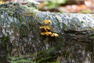 Autumn wood-destroying fungi growing on old trunks and stumps