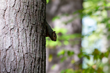 The eastern gray squirrel (Sciurus carolinensis) in the park