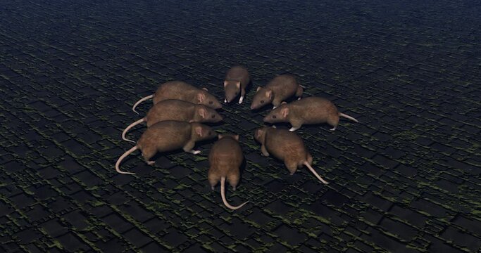 horde of rats eat in community