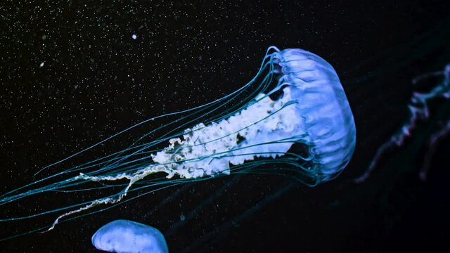 Sea northern nettle jellyfishes swims in West Coast deep ocean water. Amazing nature background of chrysaora melanaster, also known as orange medusa. Calming beautiful underwater footage.