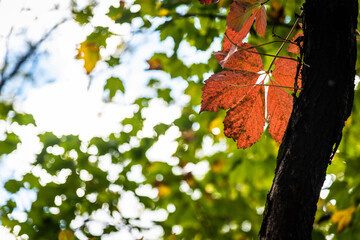 autumn maple leaves - 463943728