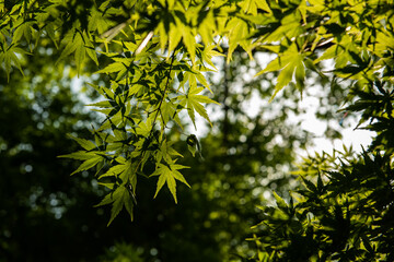 Japanese maple green leaves lit by a soft sunlight enhancing its beauty.