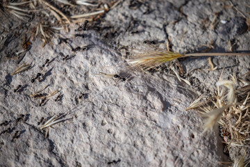 close up of a bark