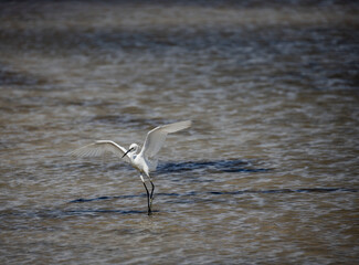 seagull flying over the sea