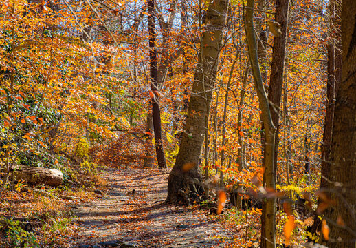Autumn Trails