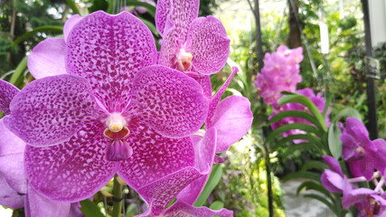 Bunches of pink petals hybrid orchid blossom
