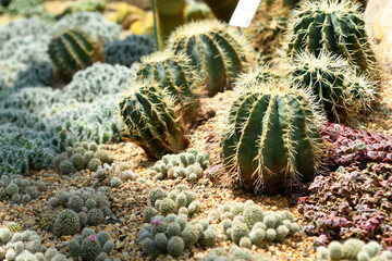 Fototapeta premium Succulent Garden in Flower Dome