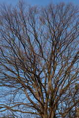Branches of a leafless tree lit by late afternoon sunlight, blue sky.