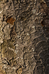 Amazing tree trunk surface illuminated by soft sunlight enhancing its beauty.