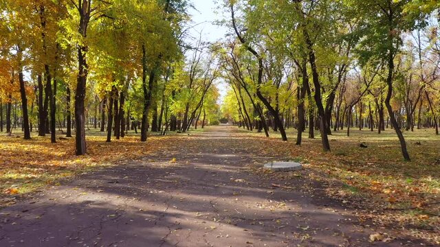 Alley in the autumn park. Yellow leaves on trees and ground. Video filmed by flying drone
