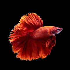 Beautiful Siamese fighting fish