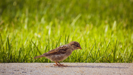 Sparrow on the grass