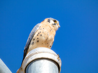 American kestrel bird of prey