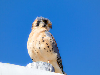 American kestrel bird of prey