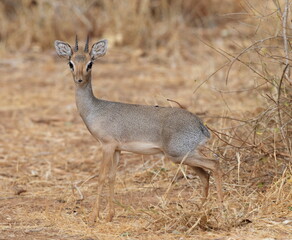 A close-up of a Kirks Dik Dik. Taken in Kenya
