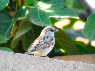 sparrow on a brick wall