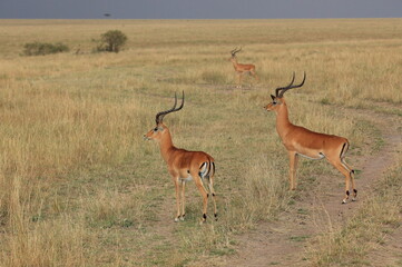 Naklejka na ściany i meble Two Impalas watching out for predators. Taken in Kenya