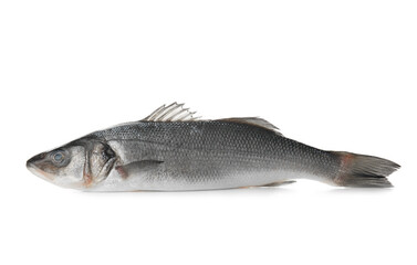 Fresh uncooked sea bass fish on white background