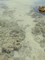 coral reef and sea