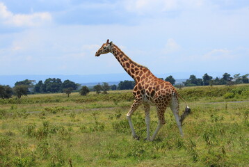 Obraz premium A Giraffe walking in the bush. Taken in Kenya