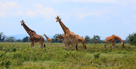 A group of Giraffes walking in the bush. Taken in Kenya