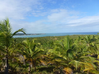 Fototapeta na wymiar View of palm trees in Maceio, Brazil