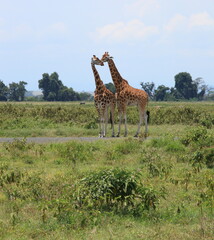 Two Giraffes standing in the bush. Taken in Kenya