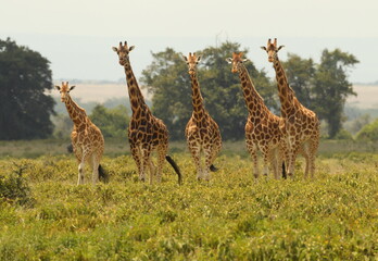 Naklejka na ściany i meble Five Giraffes standing in a line. Taken in Kenya