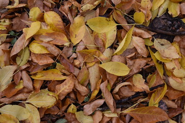 closeup autumn leaves, utah