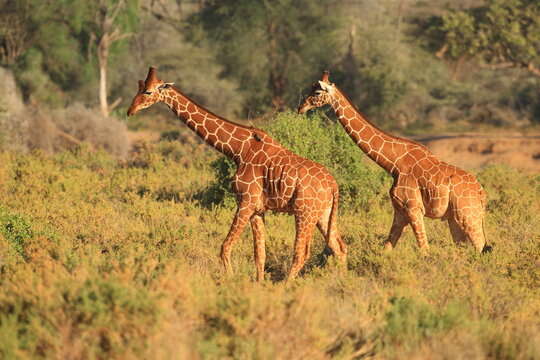 Two Giraffes in the bush. Taken in Kenya