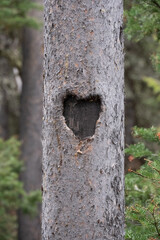 old tree trunk in the forest with a heart-shaped scar suitable for initials