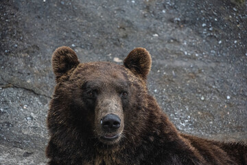 Fototapeta premium エゾヒグマ - High ISO