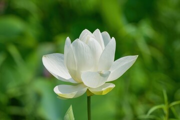 光を浴びて輝く満開の白いのハスの花＠大阪