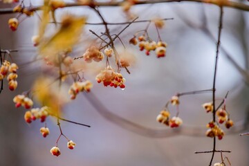 小田代ヶ原で見た前日からの雨のしずくをまとったマユミの赤い実＠奥日光、栃木