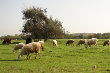 Pictures of sheep sheep field, Stock Photos