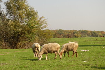Naklejka na ściany i meble Pictures of sheep sheep field, Stock Photos