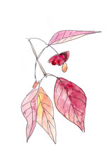 euonymus ornamental shrub with fruits and red autumn leaves watercolor drawing, Spindle Euonymus europaeus , medicinal plant