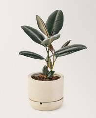 Rubber plant in a ceramic pot