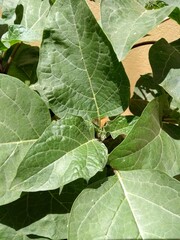 holly leaves