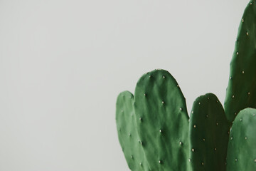 Green cactus on gray background