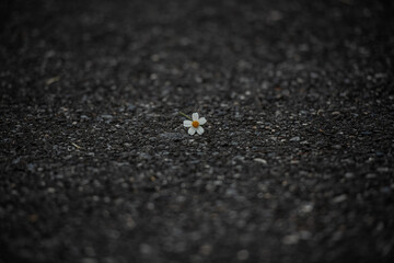asphalt texture background flowergrass flower