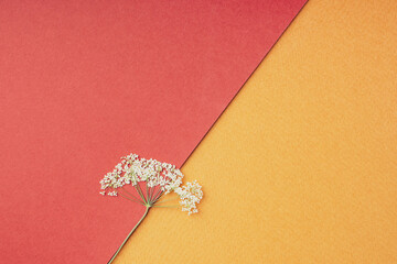 Dry flowers on a bright red orange geometric background, flat, flat, top view, copy space. Minimal...